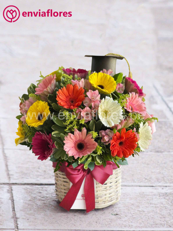 box con 24 gerberas